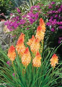 Kniphofia 'Creamsicle'